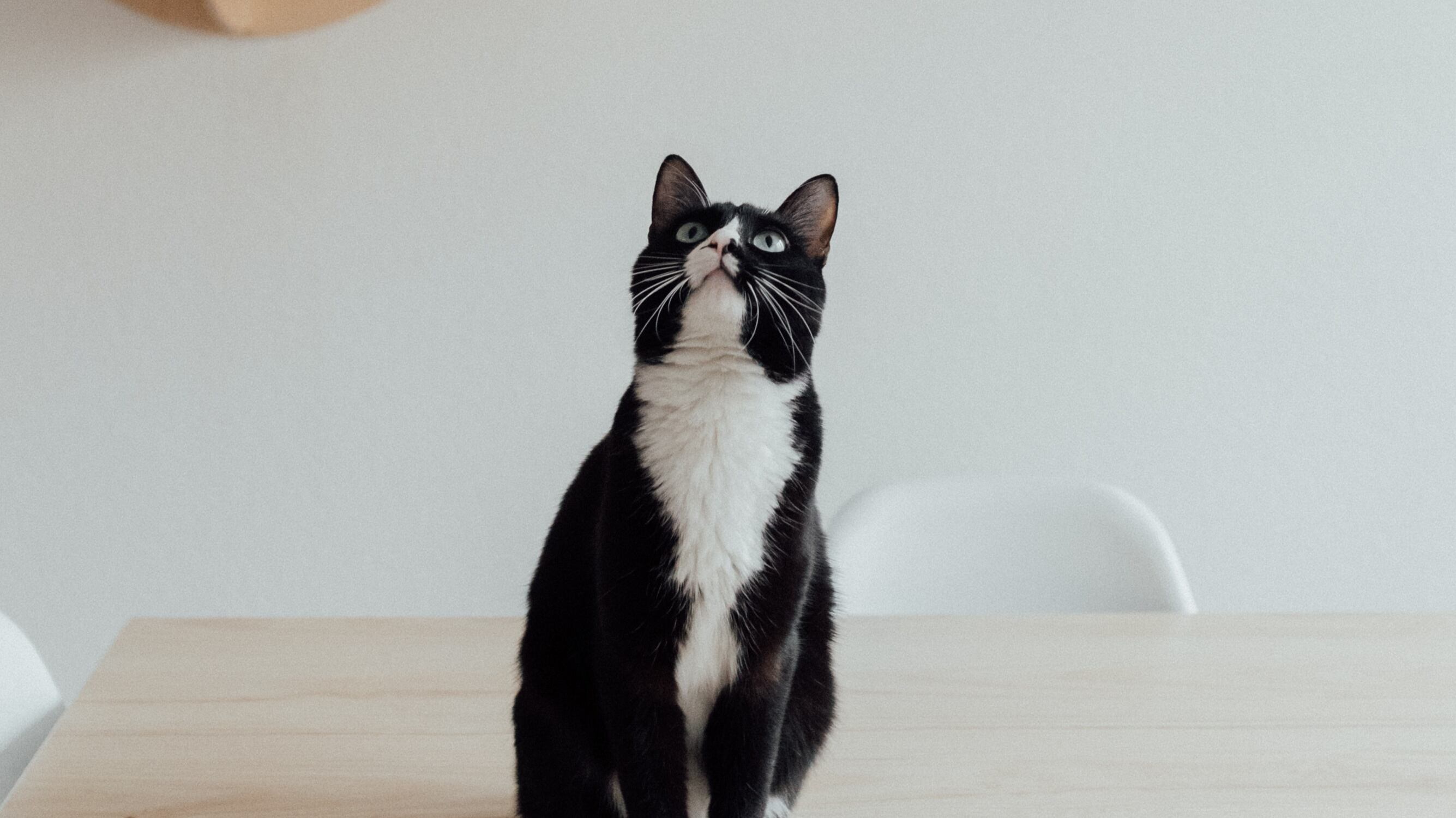 Mora em apartamento? Saiba quantos animais de estimação você pode ter