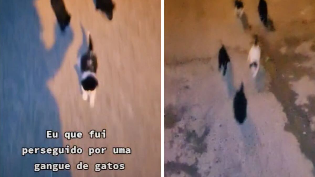 'Gangue de gatos' persegue homem em Brasília