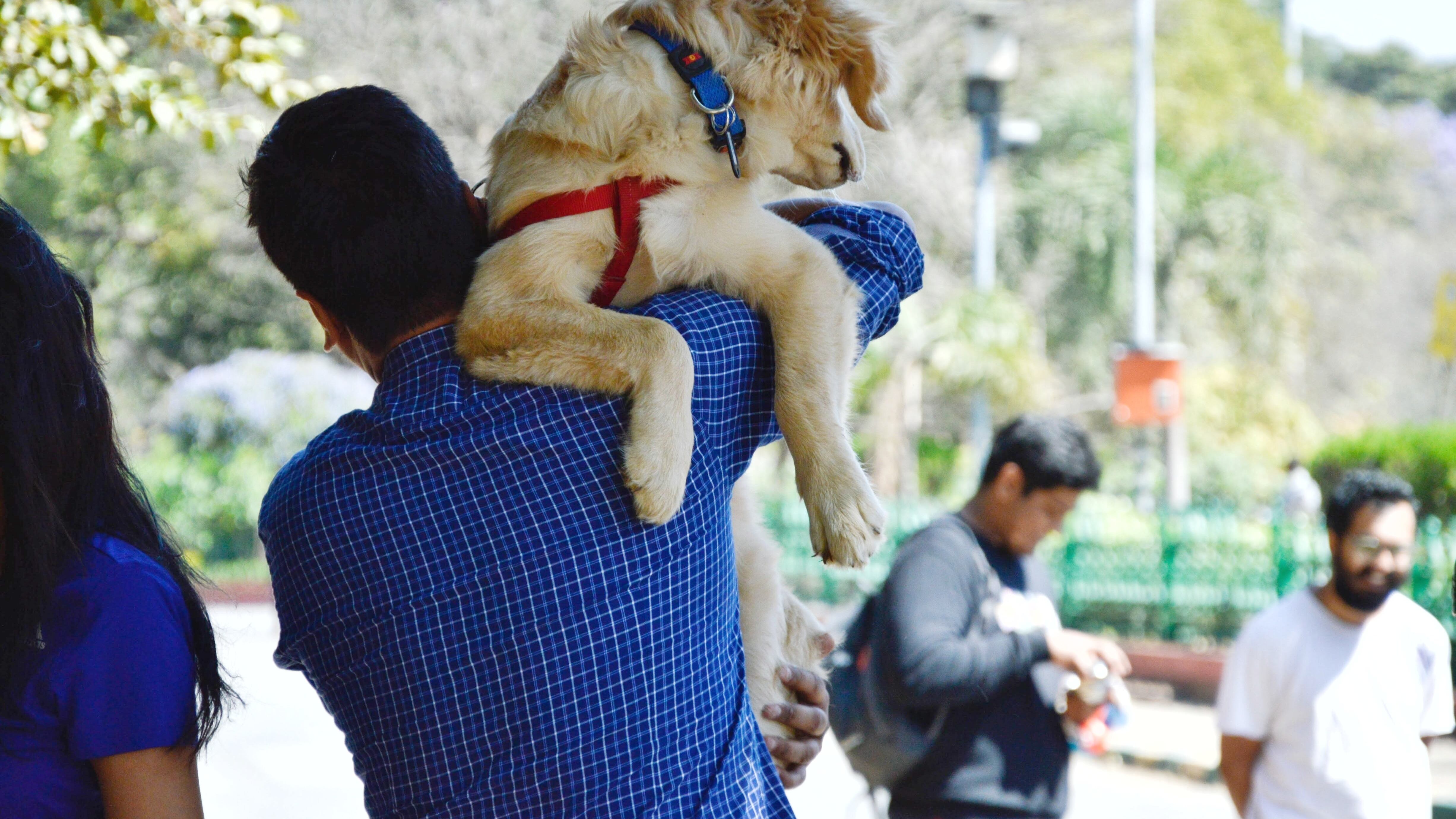 Cão da raça golden retriever no colo de homem virado de costas