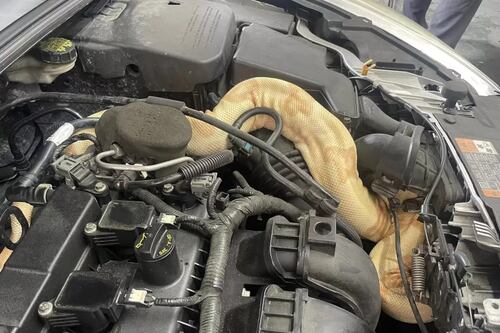 Checagem em veículo deixa mecânicos atônitos ao encontrarem jiboia albina: ‘Ficamos chocados’