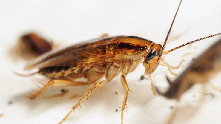 Empresa paga mais de R$ 10 mil para quem deixar entrar 100 baratas em sua casa