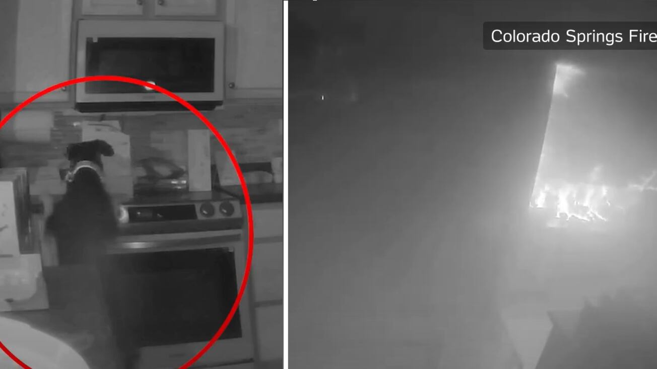 Vídeo: cachorro liga fogão e coloca fogo em residência nos Estados Unidos