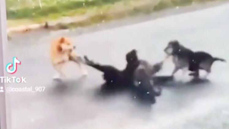 Momento foi captado em vídeo.