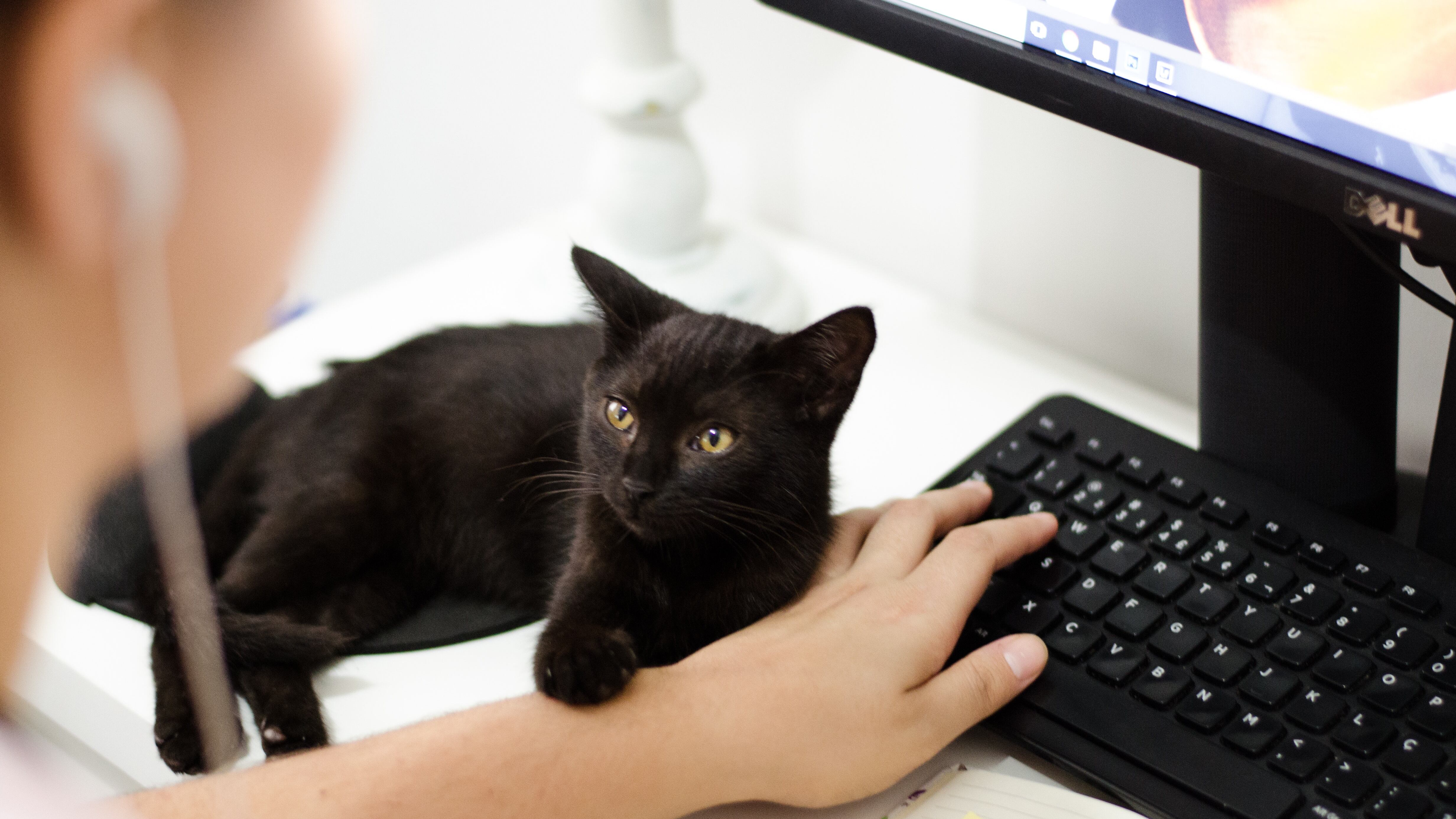 Gato deixou hospital sem sistema nos Estados Unidos