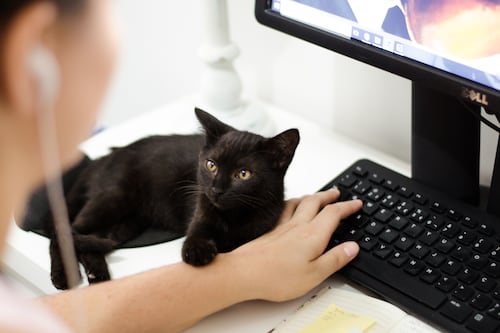 Gato pisa em teclado e deixa hospital sem sistema por 4 horas nos EUA