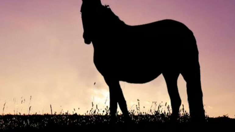 Para onde o cavalo olha? A resposta desta ilusão de ótica revela seu nível de sinceridade sobre você