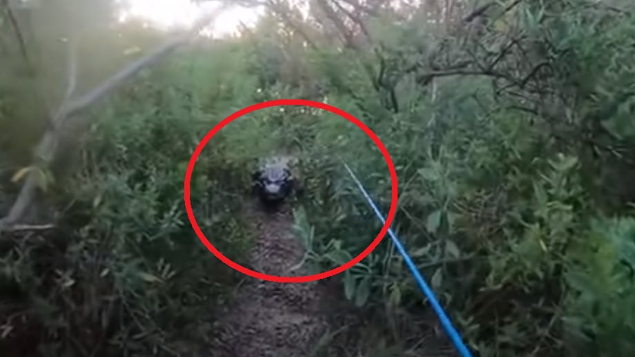 Vídeo: Homem sai para pescar e acaba perseguido por enorme jacaré; veja