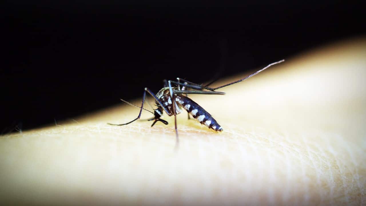 Mosquito da dengue