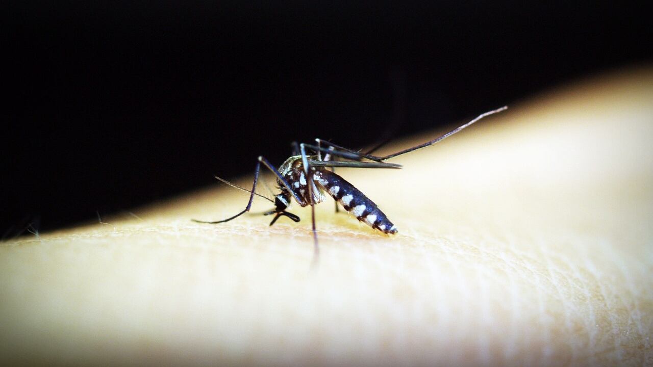 Mosquito da dengue