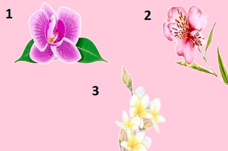 Vamos fazer este teste? A orquídea escolhida revelará os segredos profundos de sua personalidade
