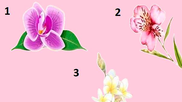 Vamos fazer este teste? A orquídea escolhida revelará os segredos profundos de sua personalidade