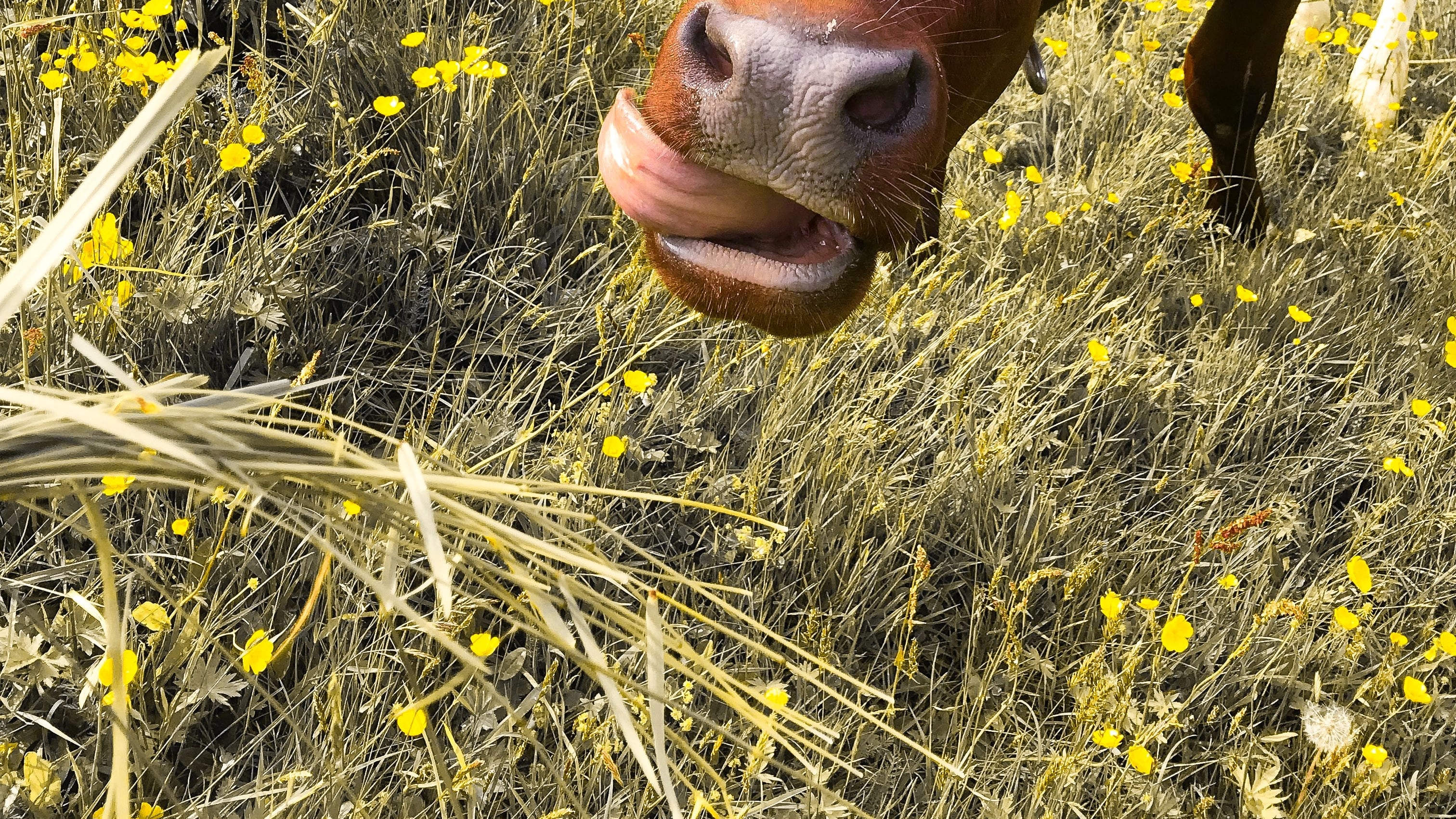 Vaca mostrando a língua