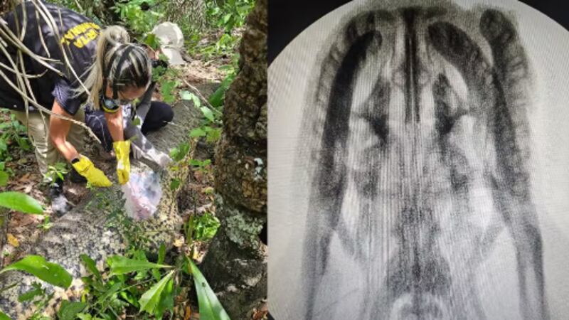 Revelado o motivo da morte de Ana Júlia, sucuri gigante ‘mais famosa do mundo’ conhecida como ‘Vovozona’