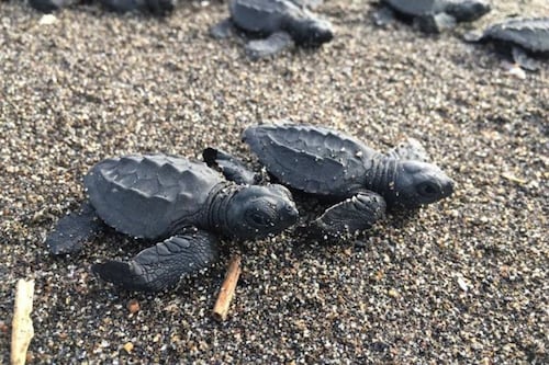 Nanocristais e física quântica: como pássaros e animais marinhos usam a magnetita como uma bússola interna