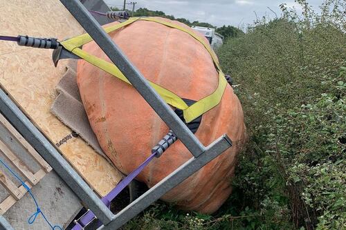 Maldição de Halloween? Abóbora que tentava quebrar recorde mundial cai de caminhão e é salva