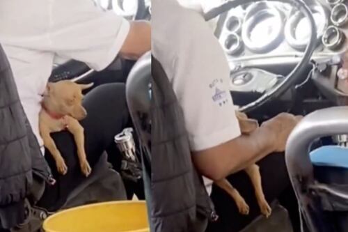 Condutor leva cachorrinho para o trabalho e ele adormece ao seu lado
