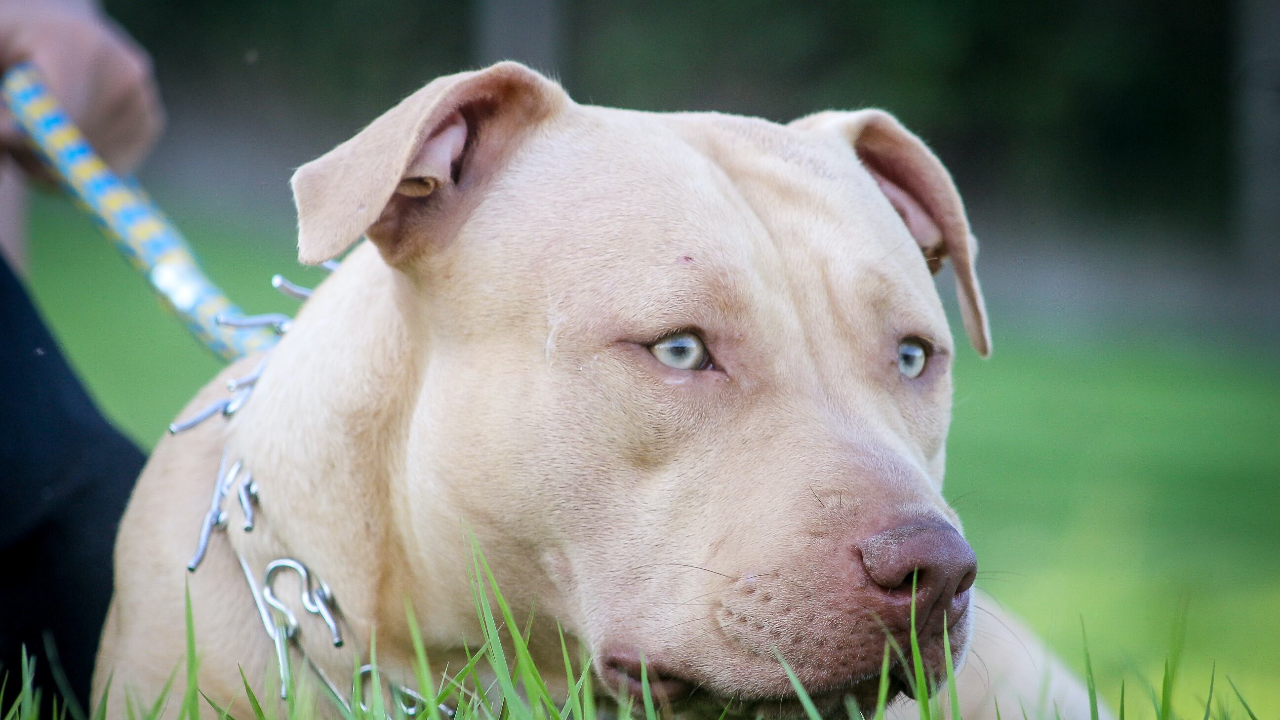 Cão da raça pitbull deitado na grama