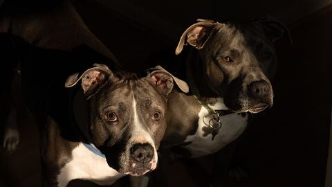 Perros de raza pitbull.