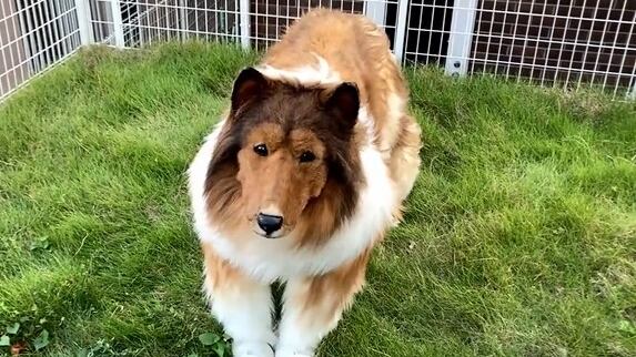 Sus videos se volvieron virales