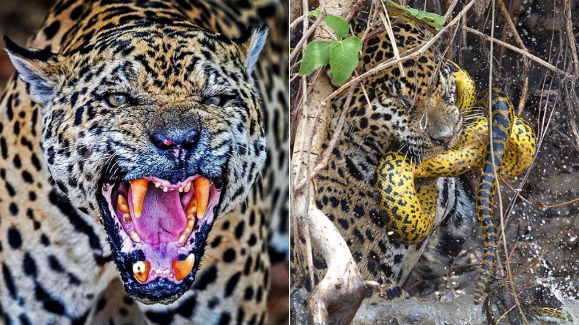 Fotos de onça-pintada e sucuri.