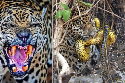 Confronto Selvagem: Anaconda Versus Onça-Pintada no Coração do Pantanal