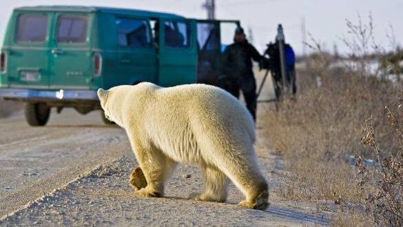 Urso polar no Canadá