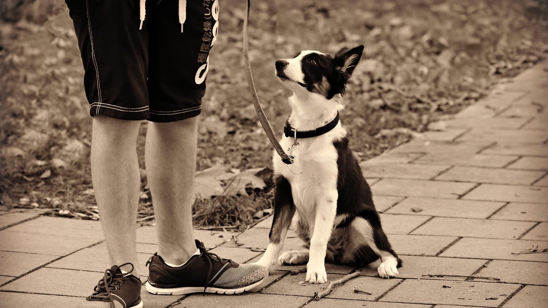 homem passeando com cachorro