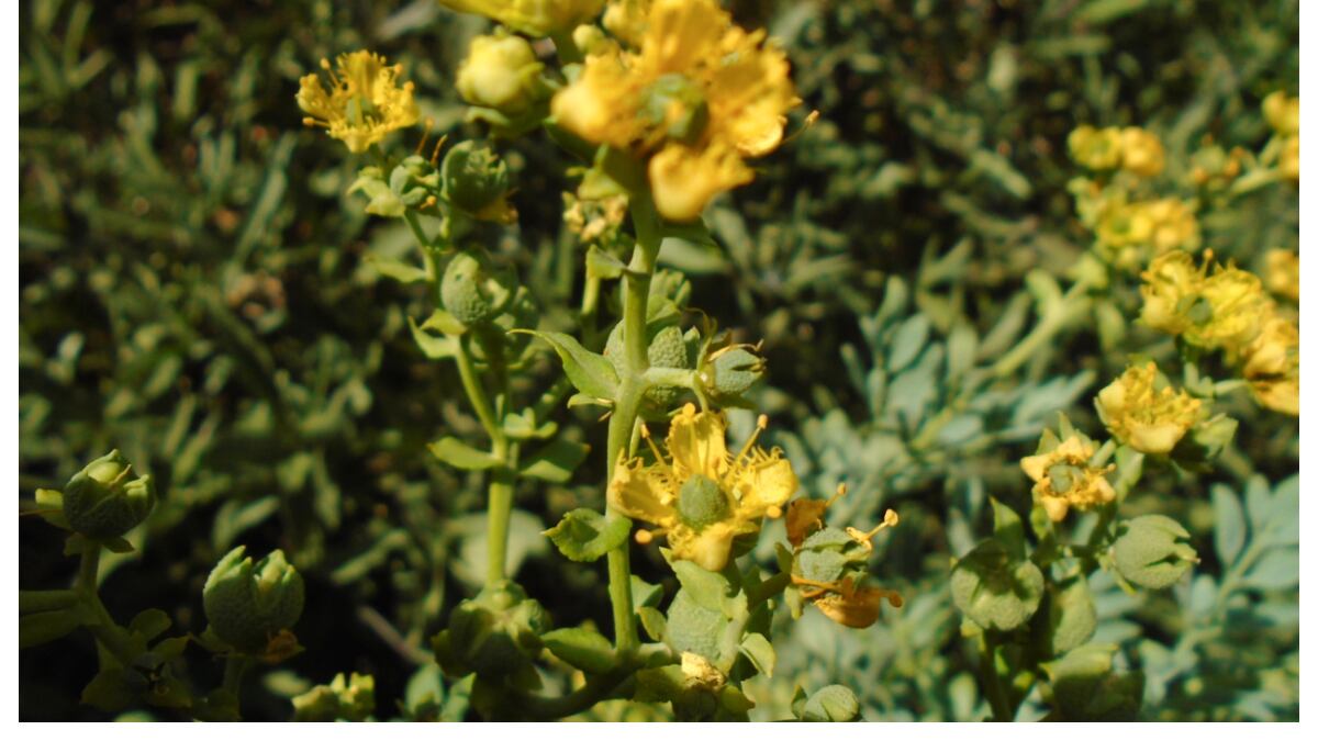 Feng Shui: ¿Dónde debes colocar la planta de la ruda en tu casa para atraer la suerte y la abundancia?