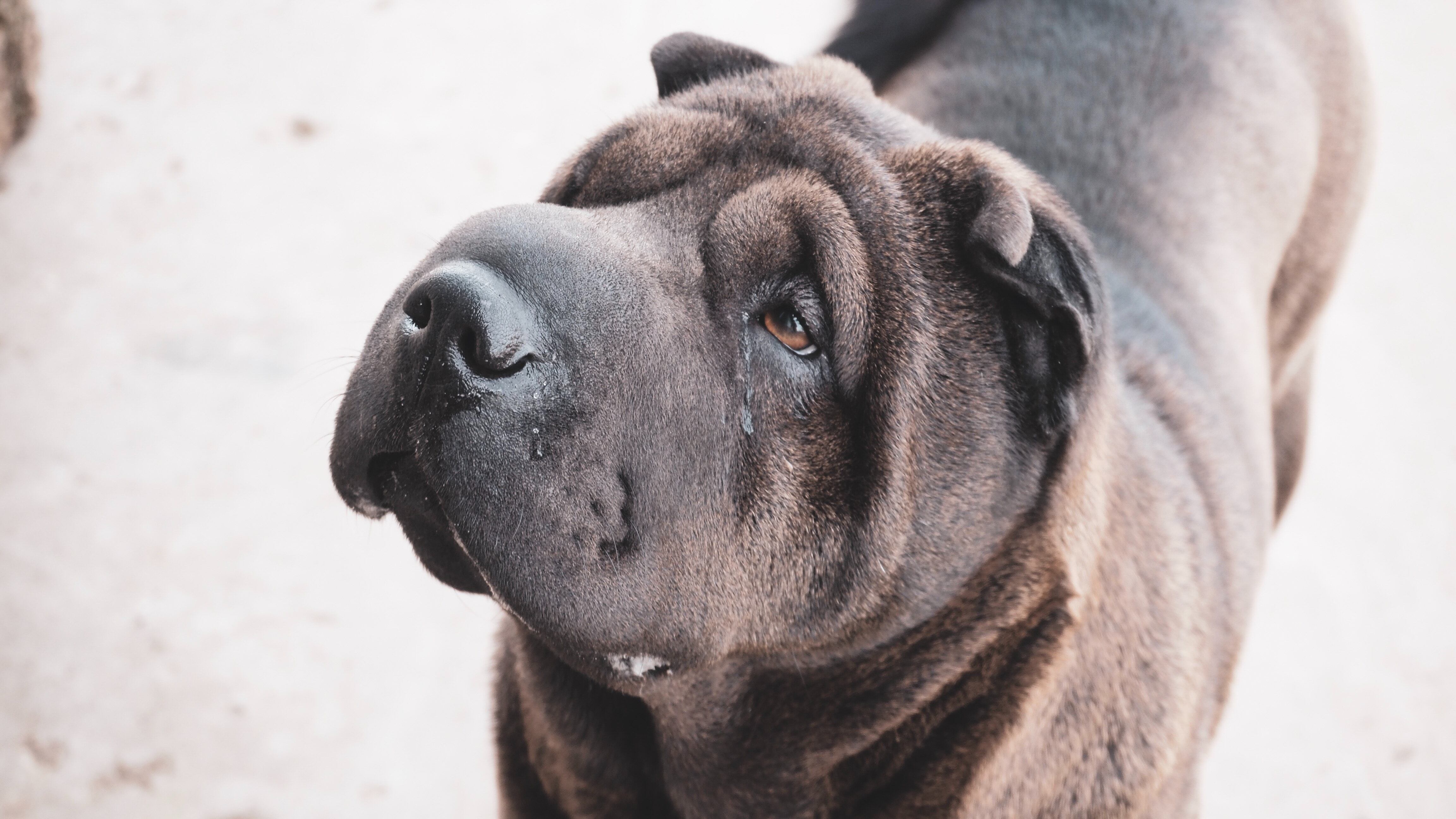 Raça shar pei
