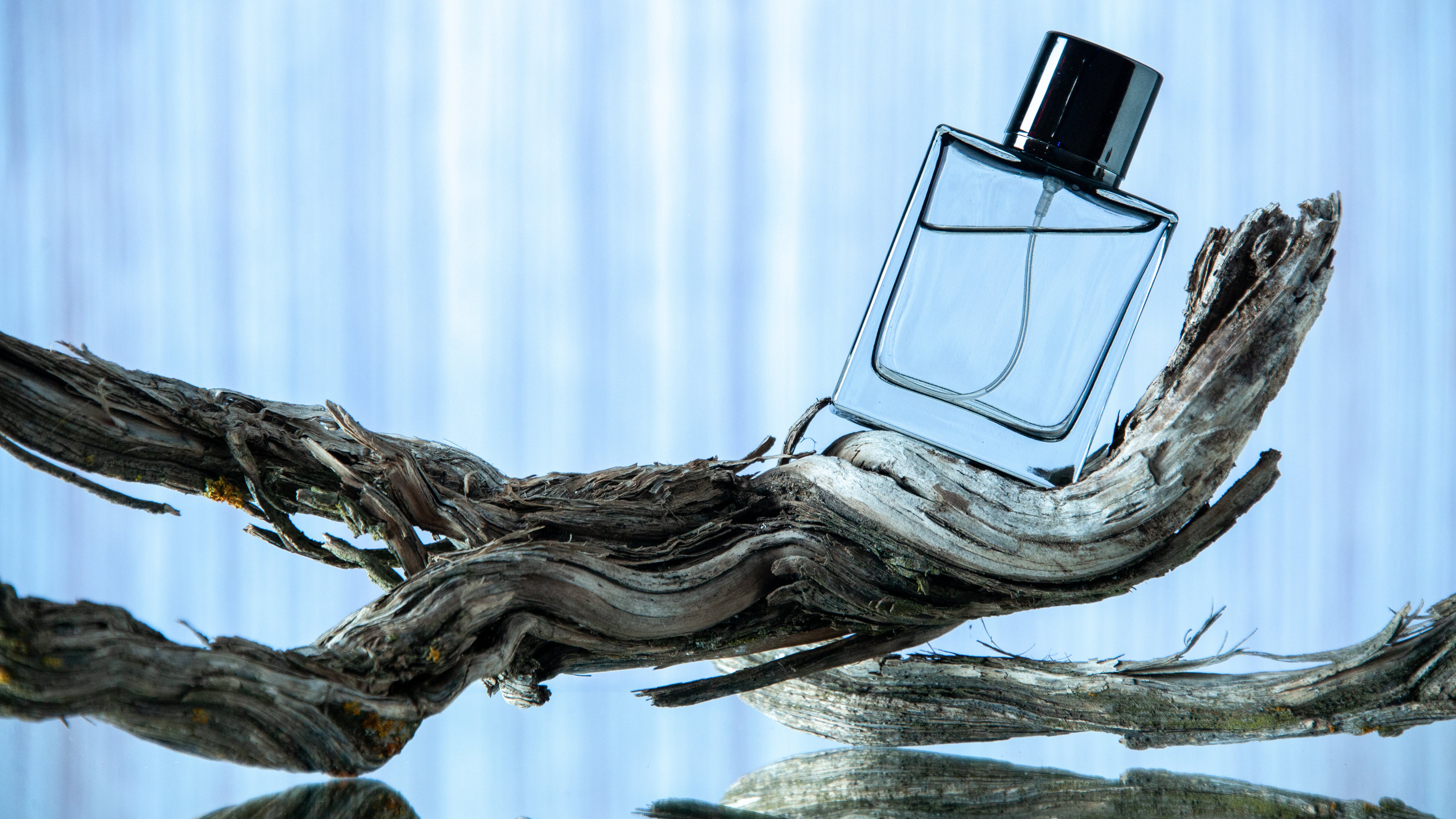 Frasco de perfume transparente em cima de galho de árvore e fundo azul
