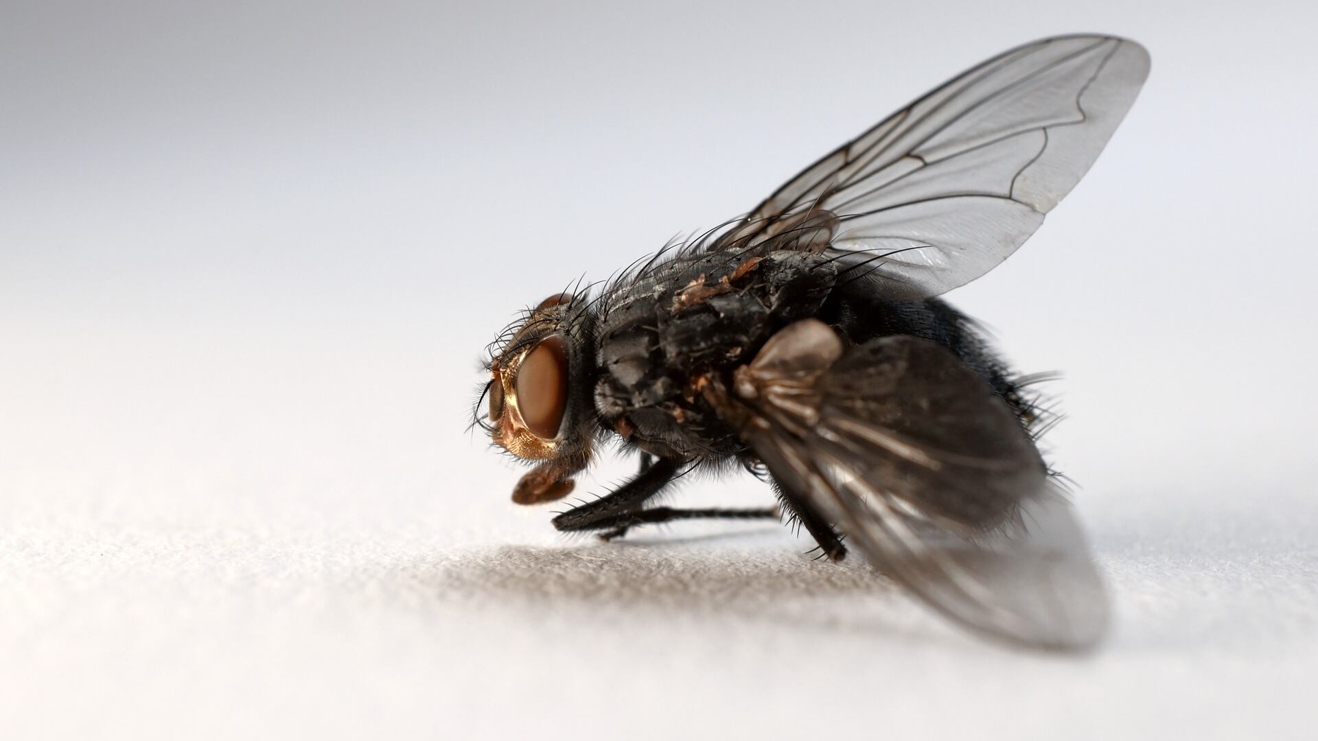 Vigilância encontra moscas, baratas e comida estragada em hospital