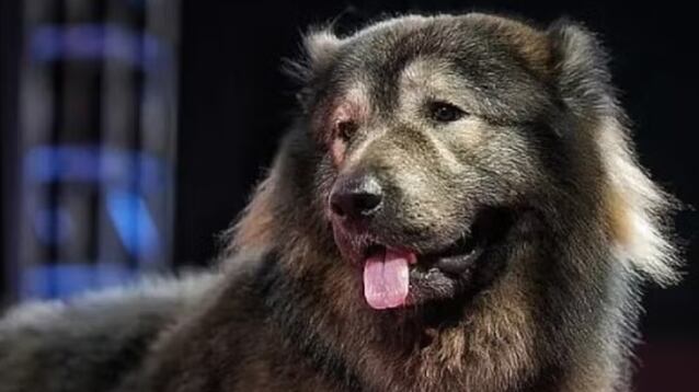 Filhote híbrido de lobo é adquirido por um dos maiores colecionadores de raças raras