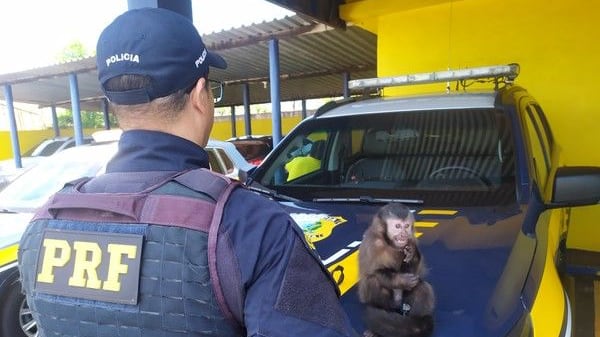 Jovem de 19 anos tenta transportar ilegalmente macaco-prego em caminhonete e é presa no interior de SP