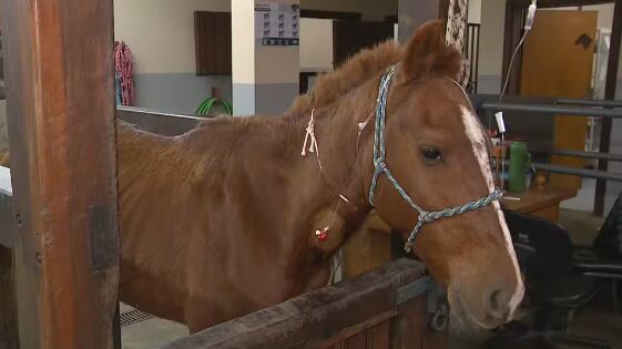 Animal tem quadro estável