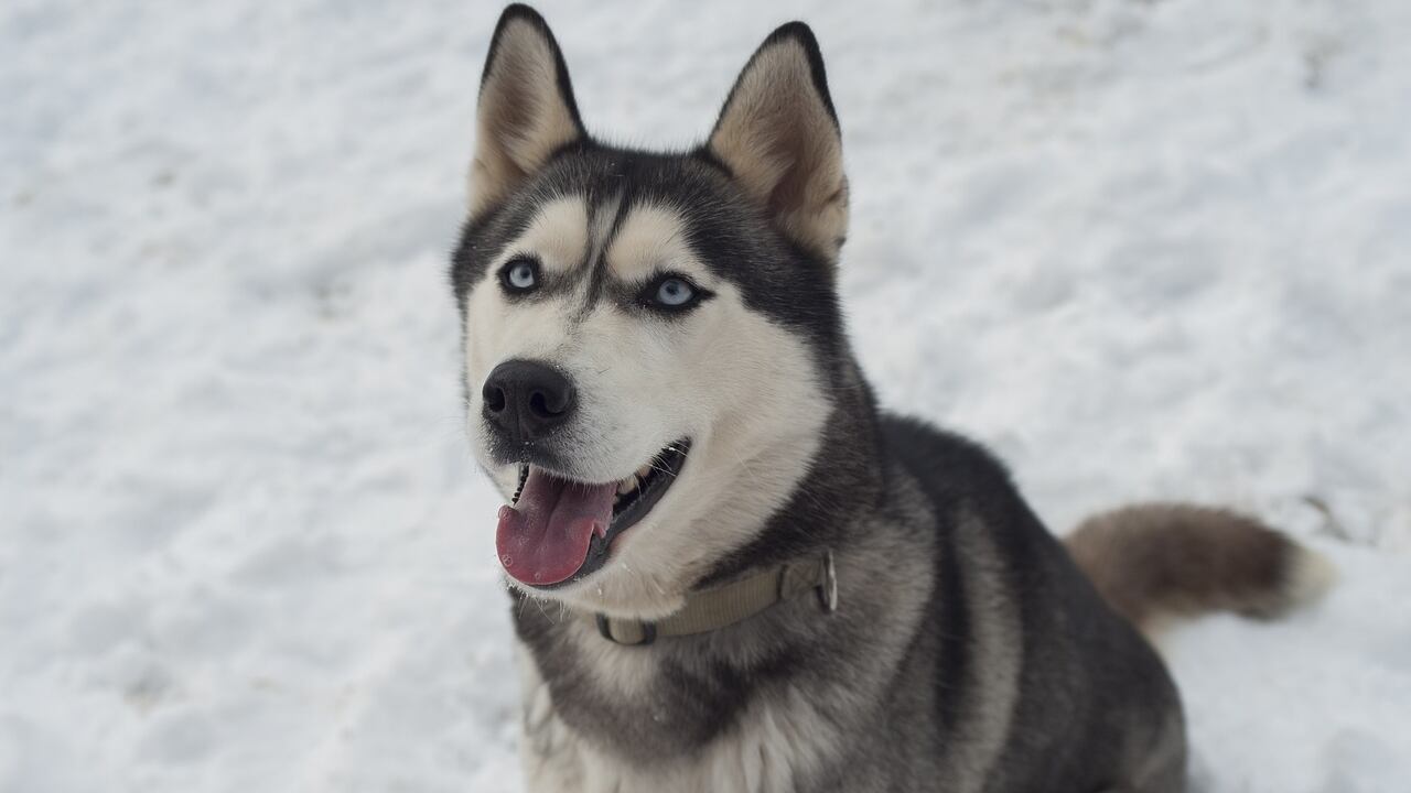 Husky siberiano