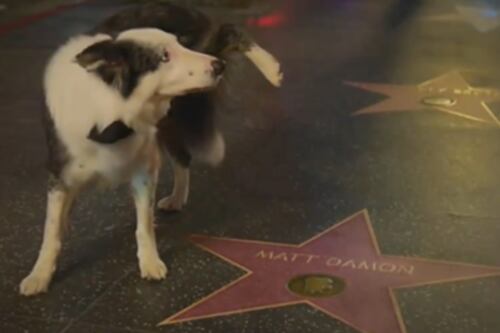 Protesto? Após Oscar, cachorro Messi ‘faz xixi’ em estrela de Matt Damon na Calçada da Fama
