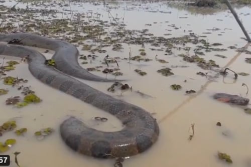 Anaconda gigante é avistada na fronteira entre a Colômbia e o Equador