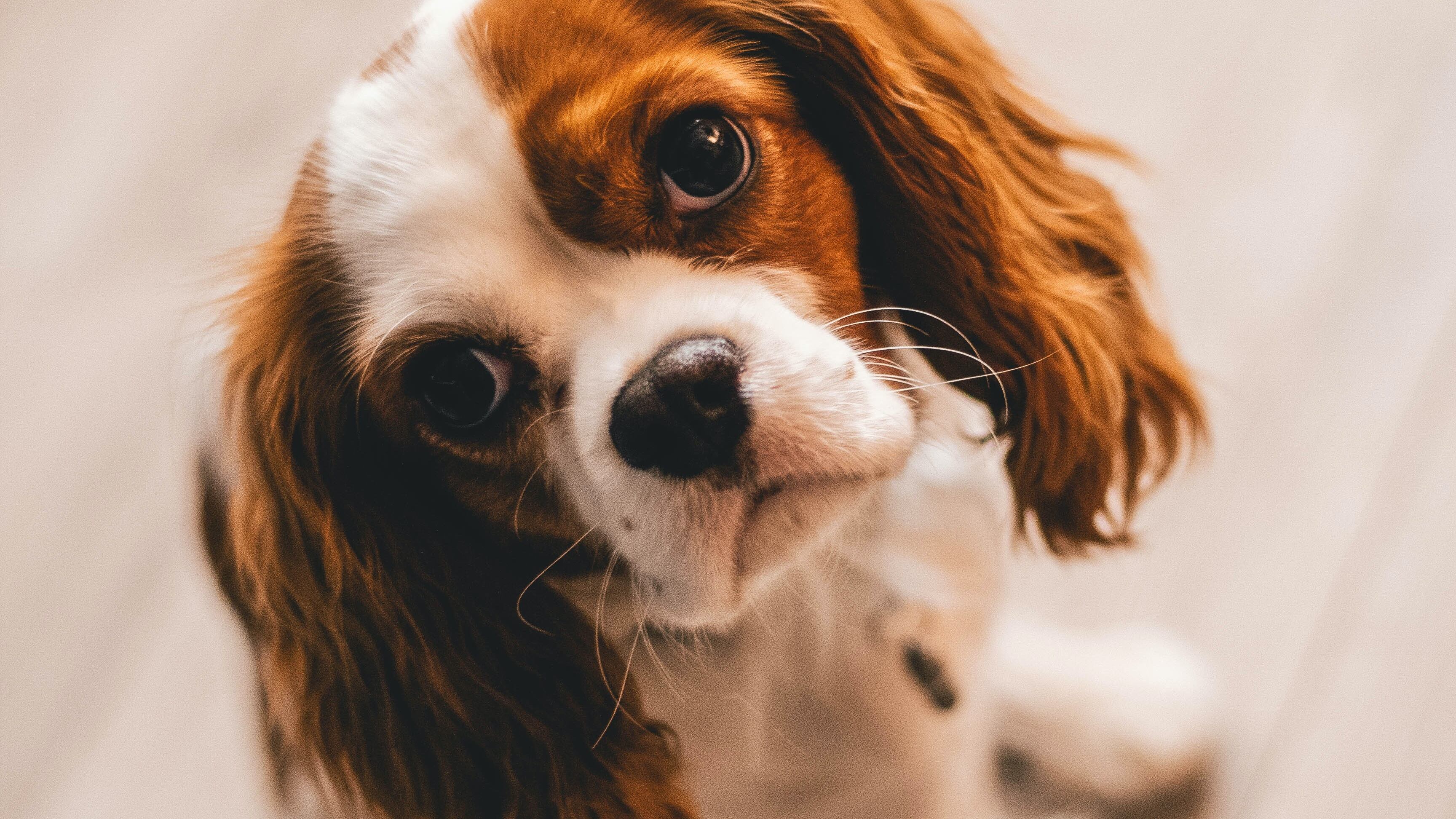 Cão da raça Cavalier King Charles Spaniel.