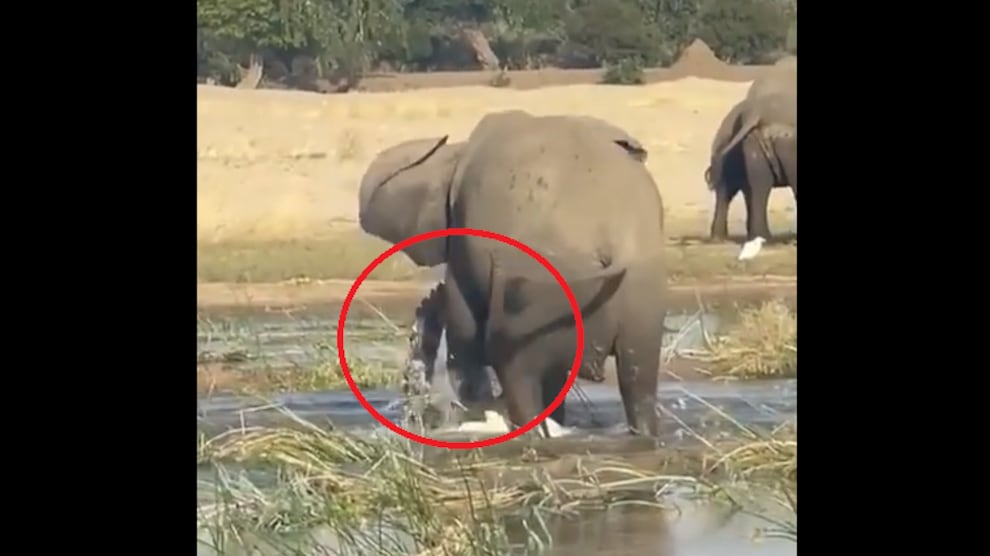 Vídeo registra momento impactante em que elefante pisoteia crocodilo até a morte; assista