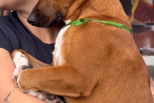 Vídeo: após cadela demonstrar tristeza por não ser adotada, famosos comentam desejo de ficar com o animal