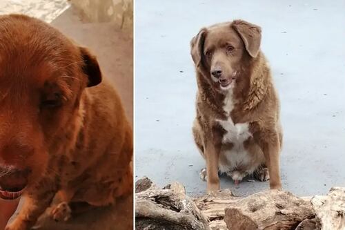 Cão mais velho do mundo morre aos 31 anos em Portugal