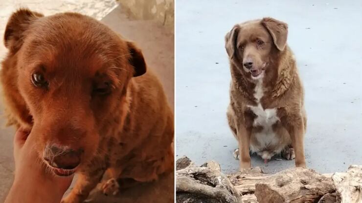 Cão mais velho do mundo era de Portugal