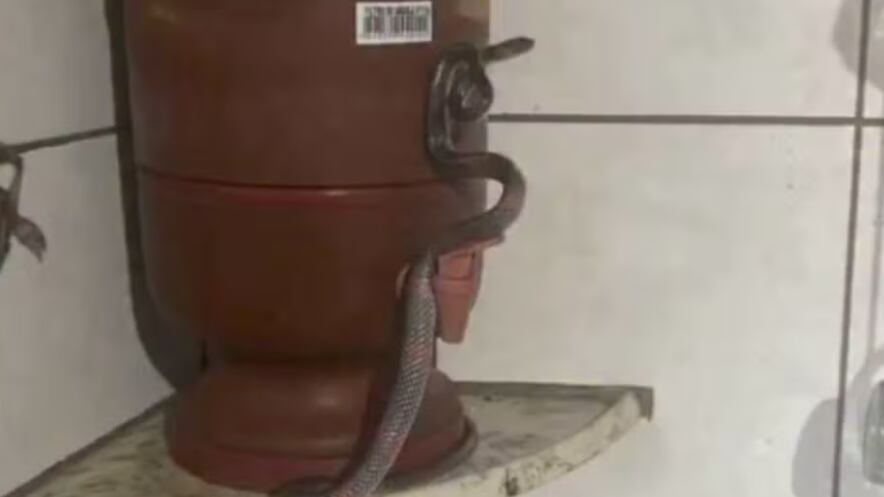 Serpente surpreendeu família em Goiânia e mobilizou Corpo de Bombeiros