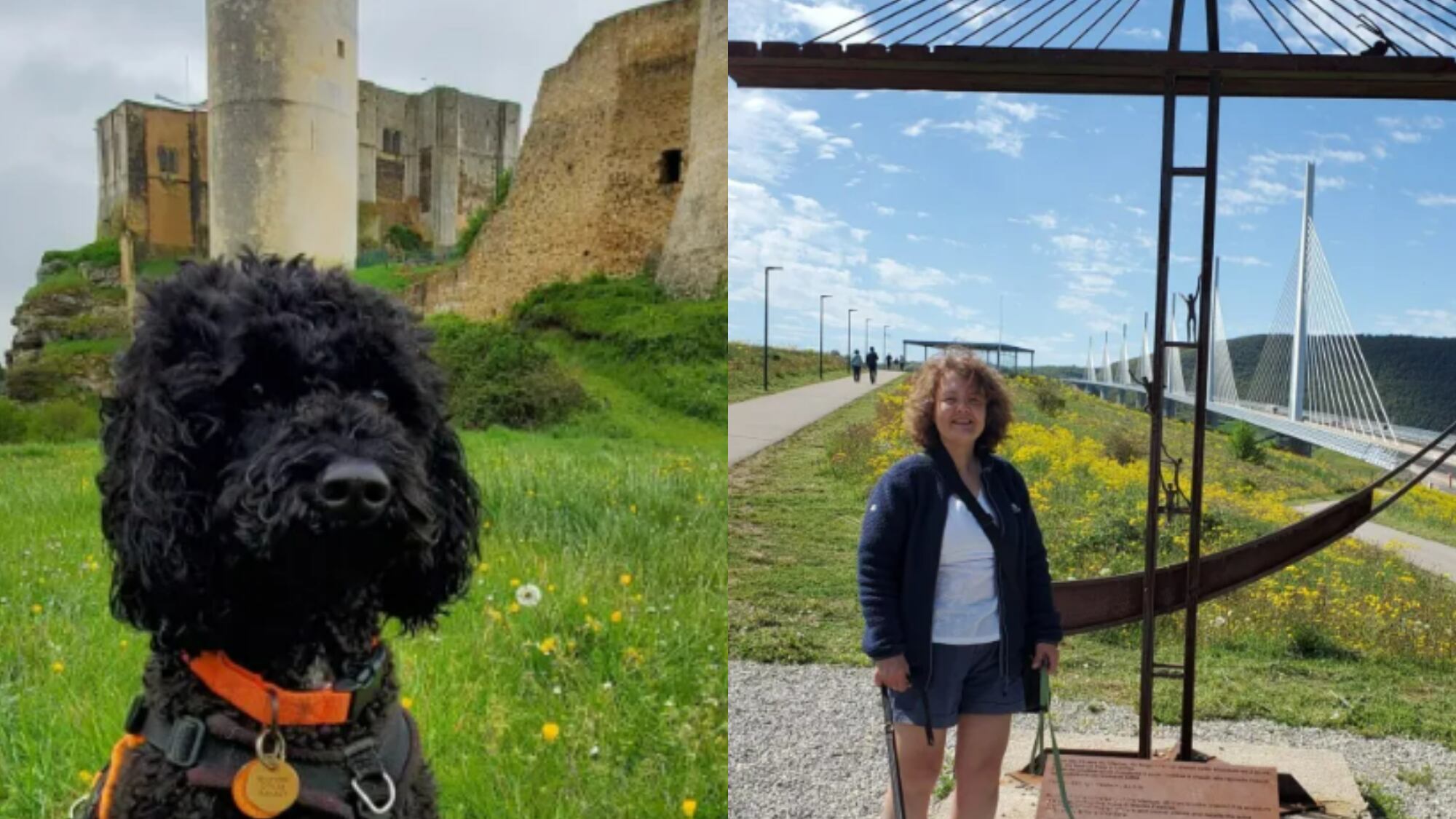 Cachorro é resgatado em situação precária e hoje viaja o mundo de trailer
