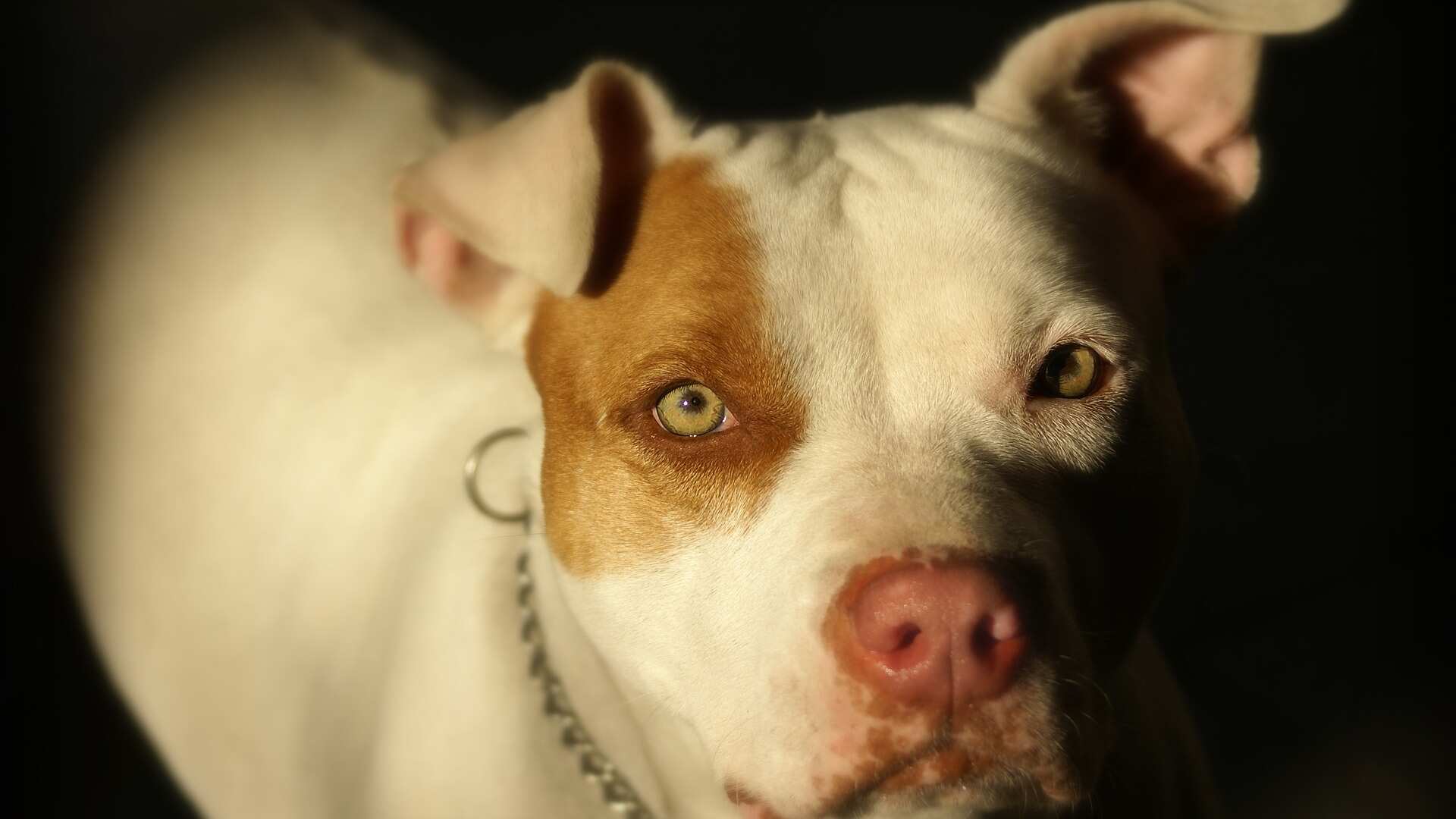 Pitbull ataca e ,ata criança em Limeira