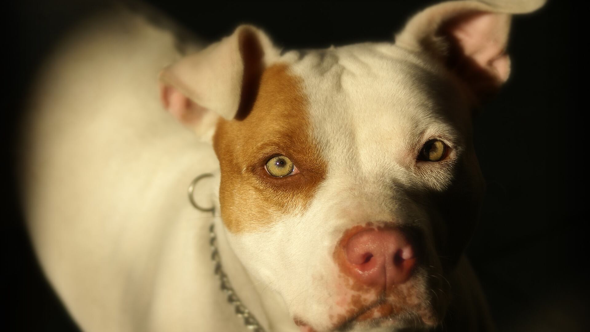 Pitbull ataca e ,ata criança em Limeira