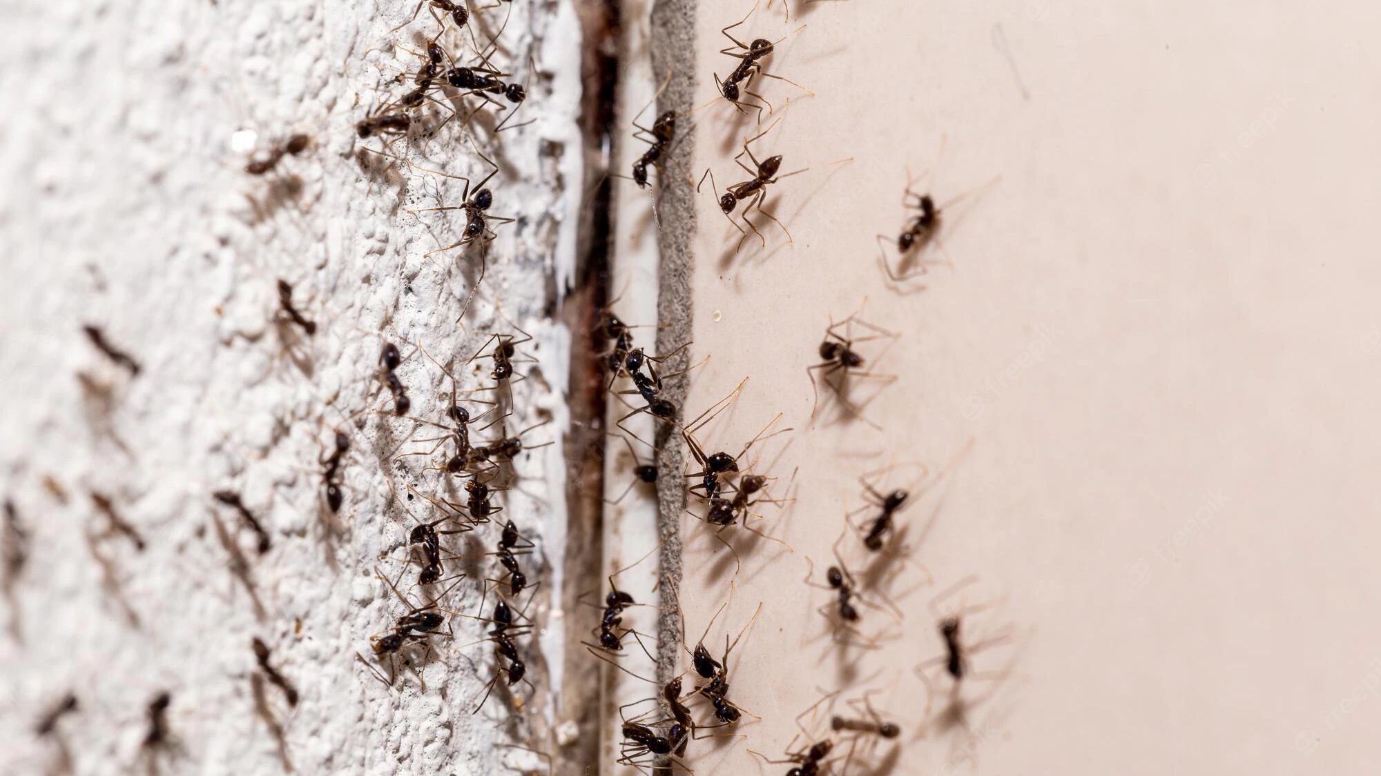 Aqui está a misturinha caseira potente com vinagre para acabar com as formigas