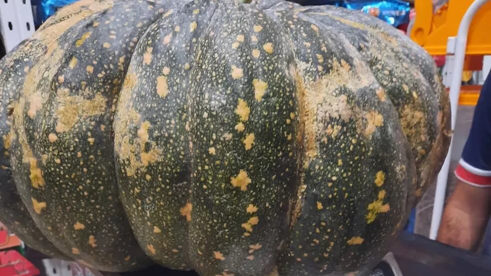 Abóbora de mais de 35 kg surpreende em Pernambuco