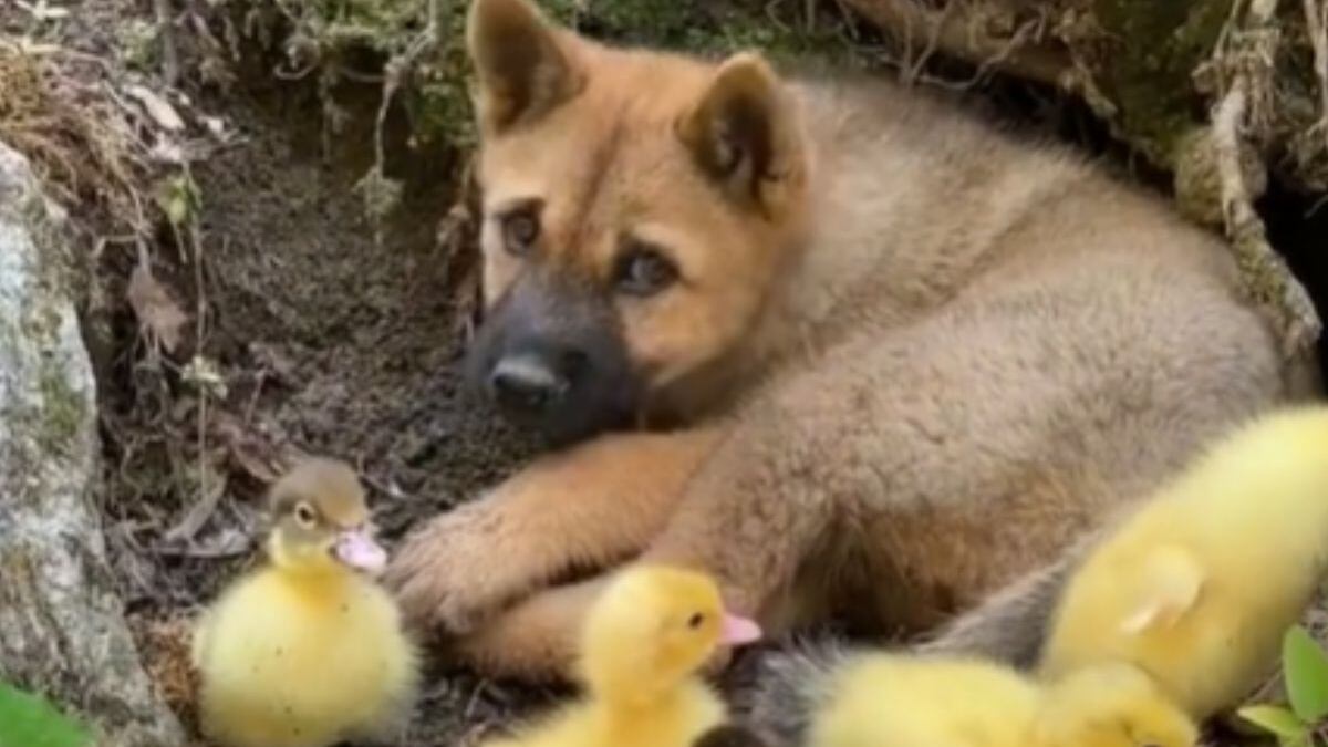 Cachorro e patinhos viralizam na web em vídeo fofo