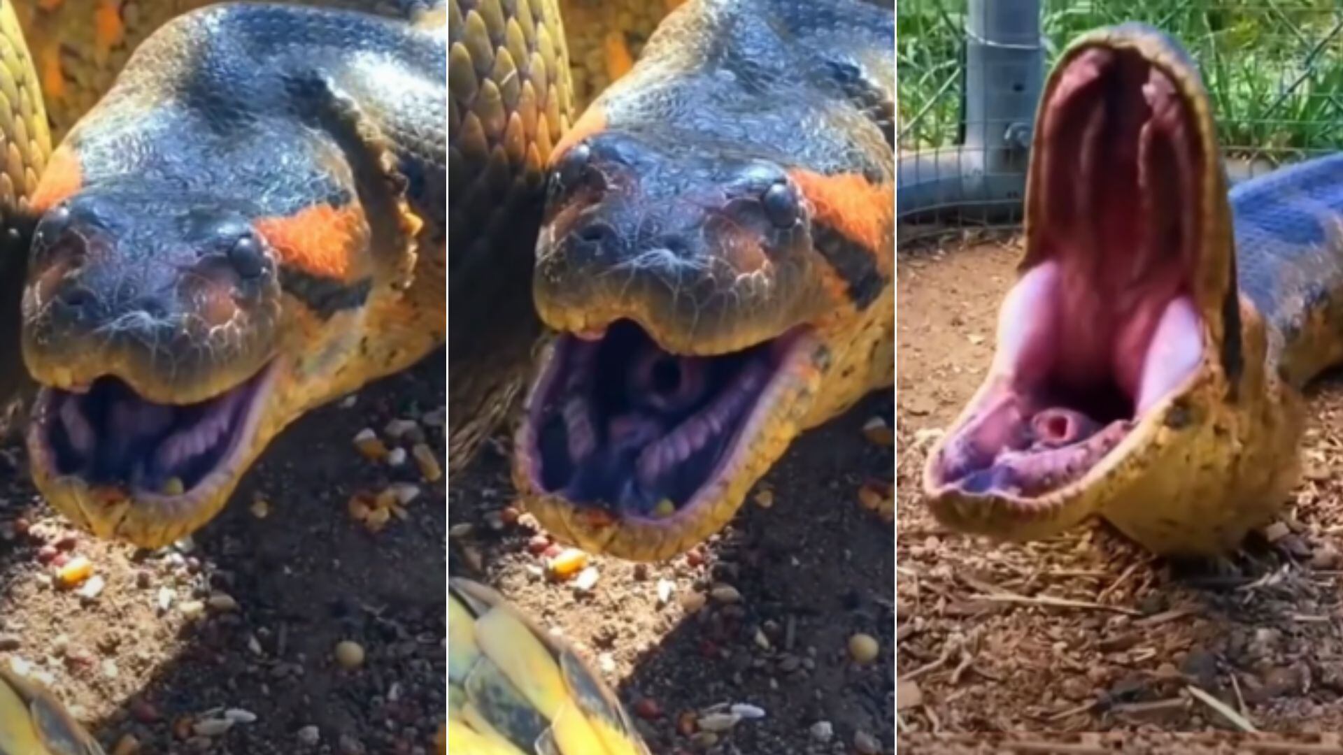 Sucuri abrindo a boca.